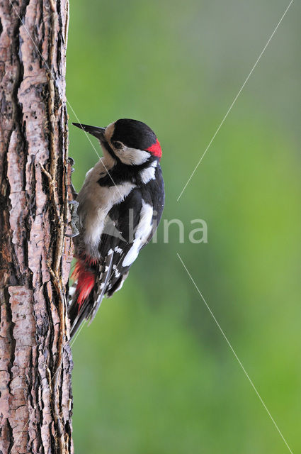 Great Spotted Woodpecker (Dendrocopos major)
