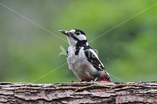 Grote Bonte Specht (Dendrocopos major)