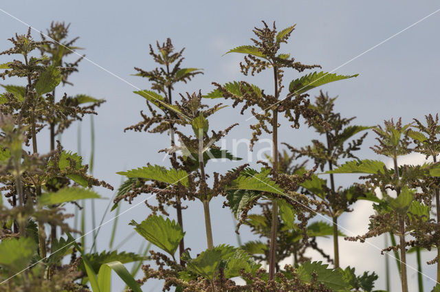 Grote brandnetel (Urtica dioica)