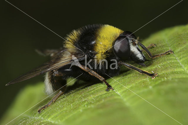 Grote Fophommel (Arctophila bombiformis)