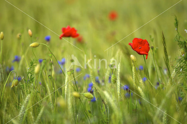 Grote klaproos (Papaver rhoeas)