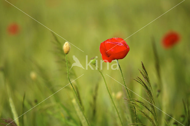 Field Poppy (Papaver rhoeas)