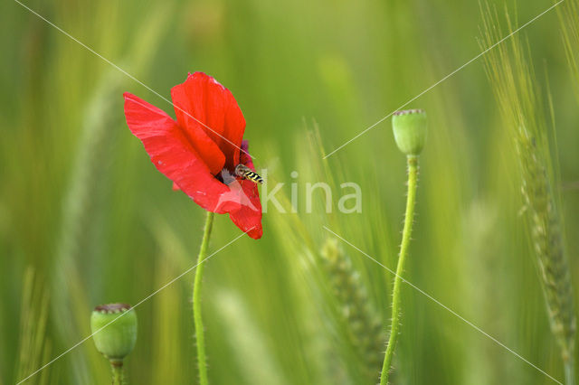 Grote klaproos (Papaver rhoeas)