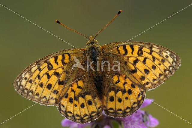 Grote parelmoervlinder (Argynnis aglaja)