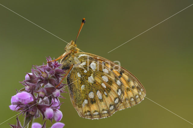 Grote parelmoervlinder (Argynnis aglaja)