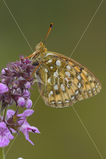 Dark Green Fritillary (Argynnis aglaja)