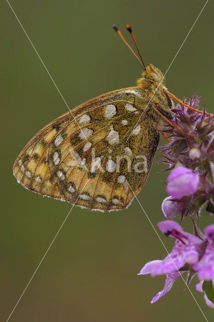 Grote parelmoervlinder (Argynnis aglaja)