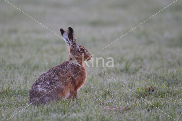 Haas (Lepus europaeus)