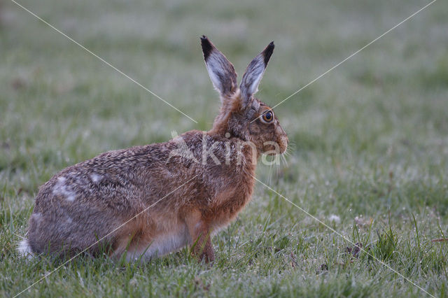 Haas (Lepus europaeus)