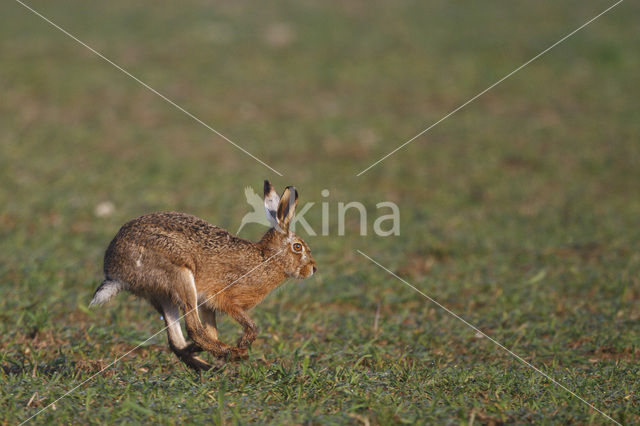 Brown Hare (Lepus europaeus)