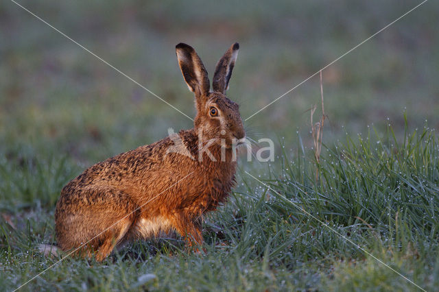 Haas (Lepus europaeus)