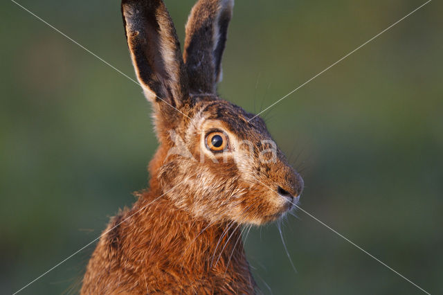 Brown Hare (Lepus europaeus)