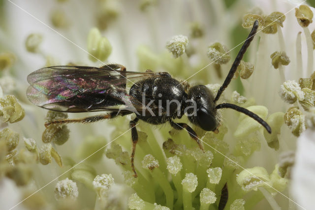 Halfglanzende Groefbij (Lasioglossum semilucens)