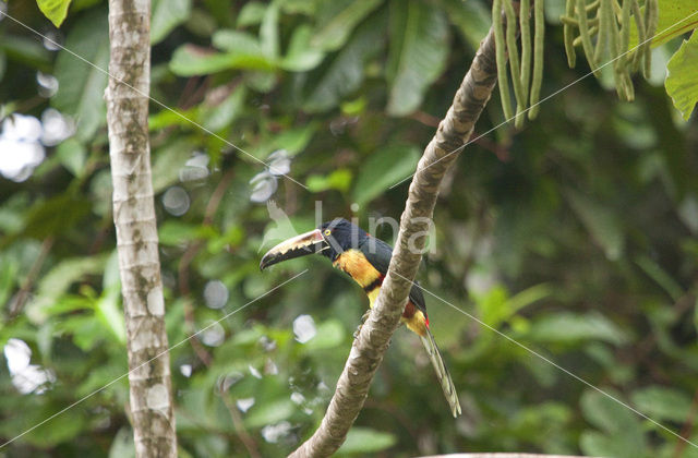 Collared Aracari (Pteroglossus torquatus)