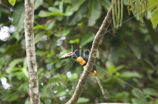 Halsbandarassari (Pteroglossus torquatus)