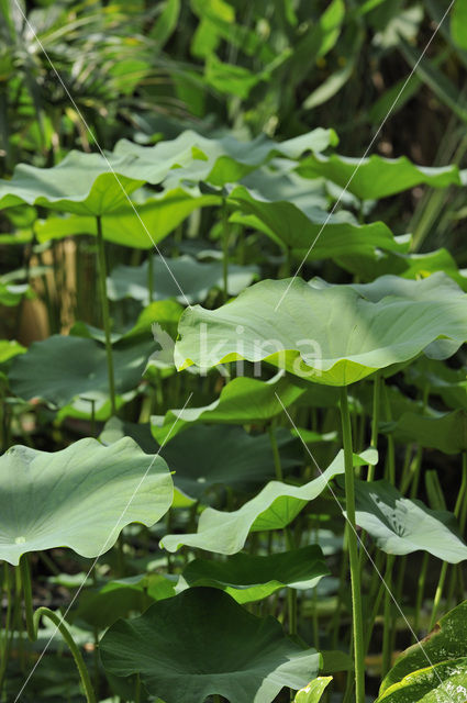 Sacred lotus (Nelumbo nucifera)