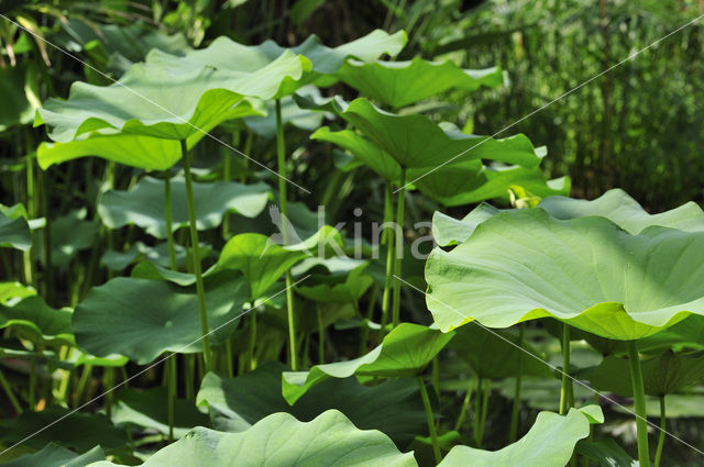 Sacred lotus (Nelumbo nucifera)