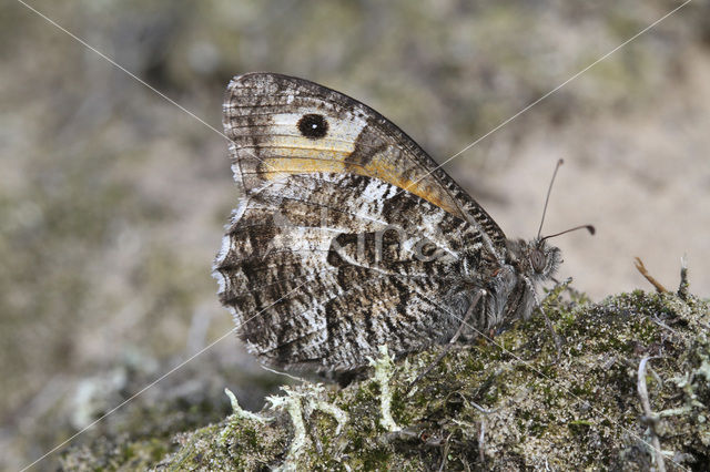 Heivlinder (Hipparchia semele)