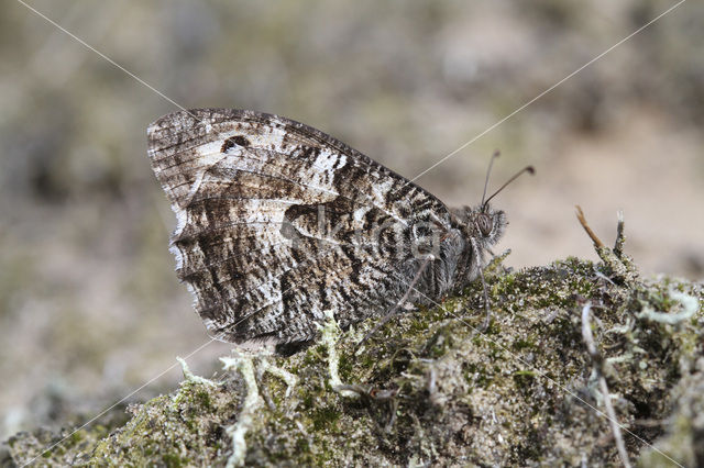 Heivlinder (Hipparchia semele)