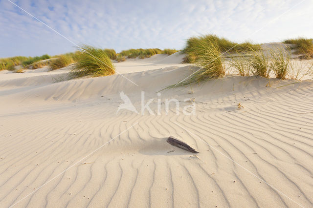 Marram (Ammophila arenaria)