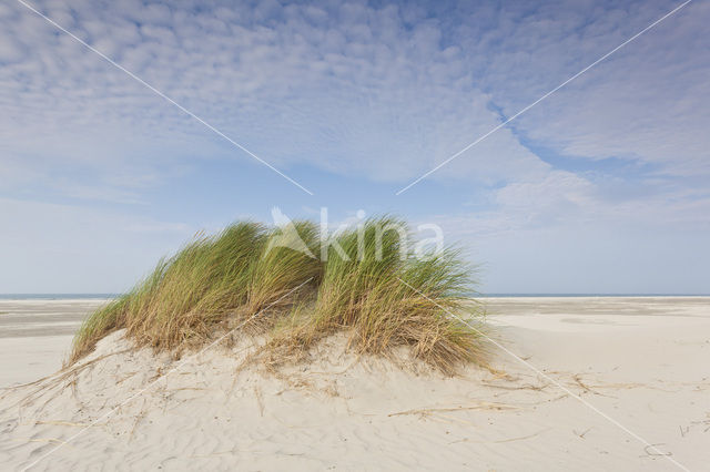 Marram (Ammophila arenaria)