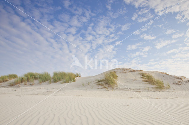 Marram (Ammophila arenaria)