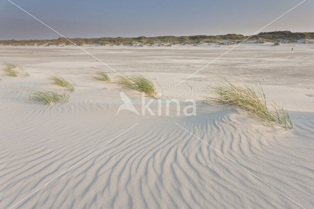 Marram (Ammophila arenaria)