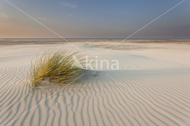 Marram (Ammophila arenaria)