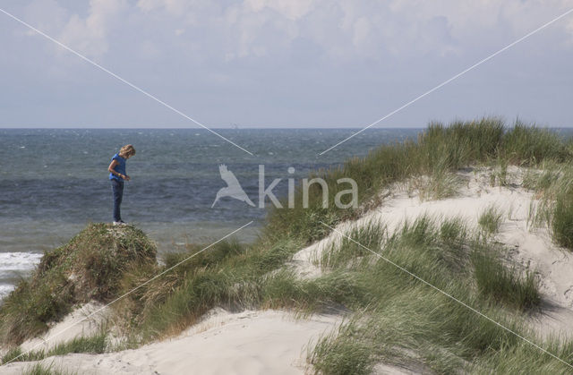 Marram (Ammophila arenaria)