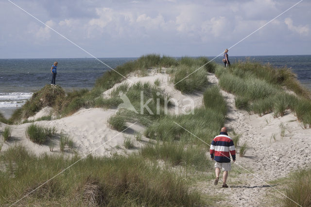 Marram (Ammophila arenaria)