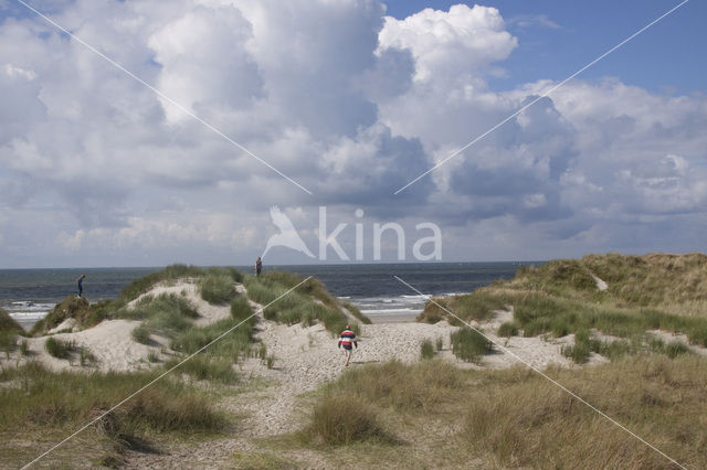 Marram (Ammophila arenaria)