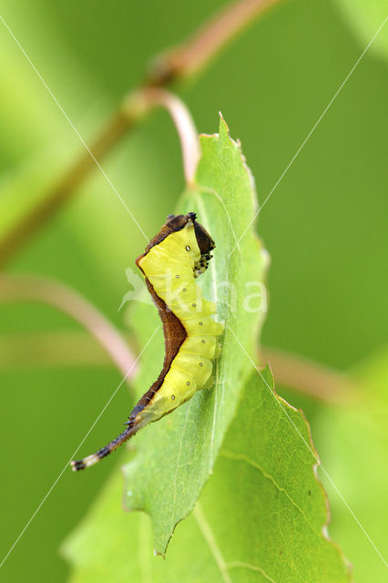 Hermelijnvlinder (Cerura vinula)