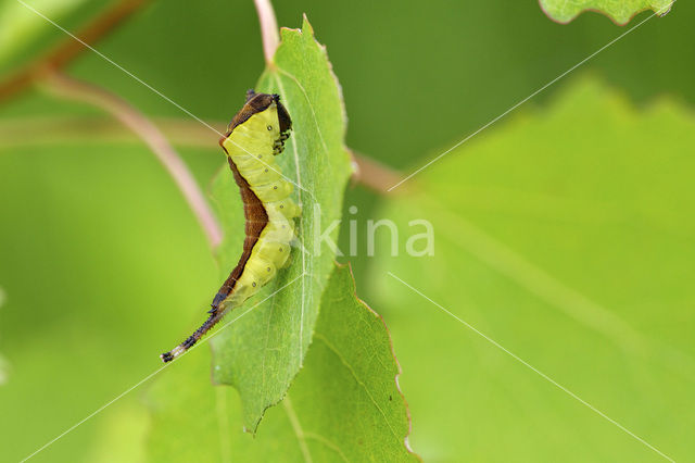 Hermelijnvlinder (Cerura vinula)