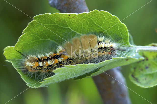 Hoekstipvlinder (Orgyia recens)