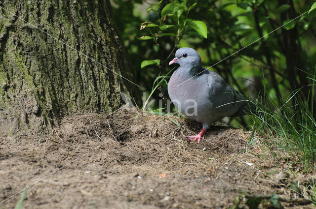 Stock Dove (Columba oenas)