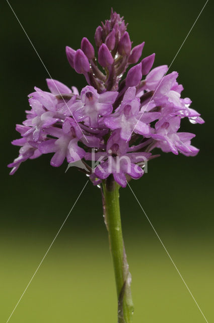 Pyramidal Orchid (Anacamptis pyramidalis)