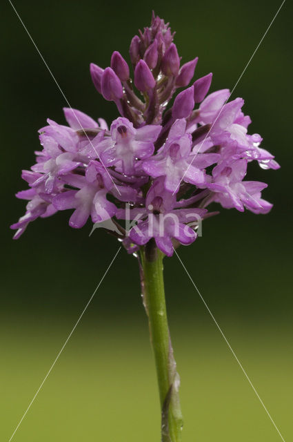 Hondskruid (Anacamptis pyramidalis)