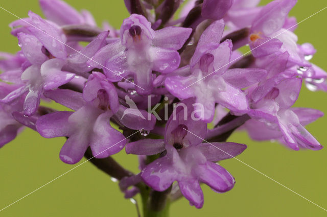 Hondskruid (Anacamptis pyramidalis)