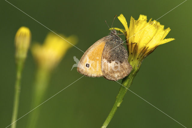 Hooibeestje (Coenonympha pamphilus)