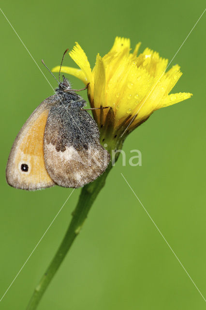 Hooibeestje (Coenonympha pamphilus)