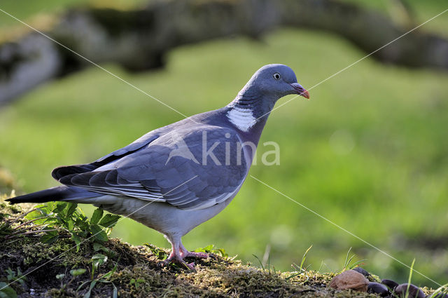 Houtduif (Columba palumbus)