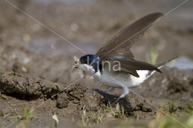 Common House-Martin (Delichon urbicum)