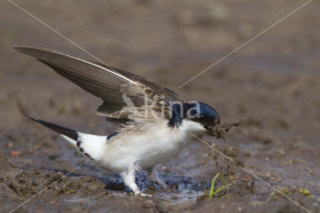 Common House-Martin (Delichon urbicum)