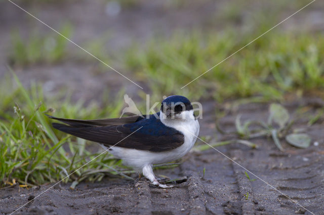 Common House-Martin (Delichon urbicum)