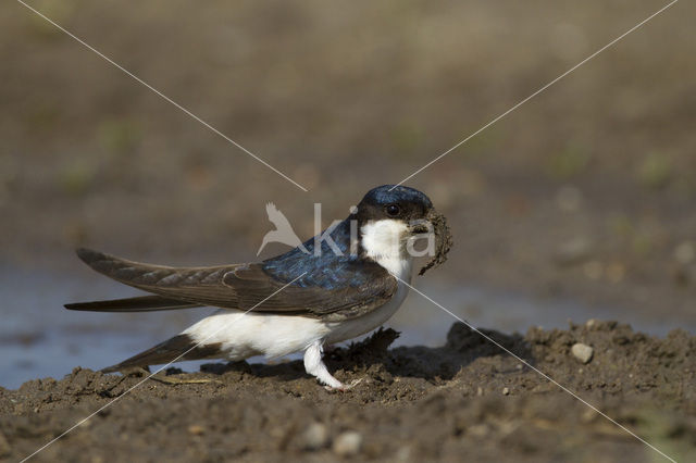 Common House-Martin (Delichon urbicum)