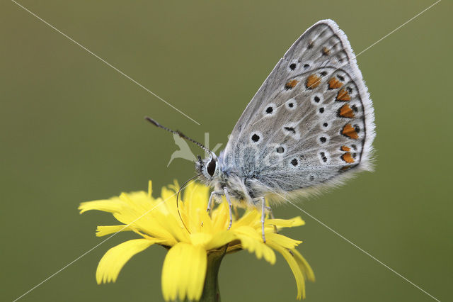 Common Blue (Polyommatus icarus)