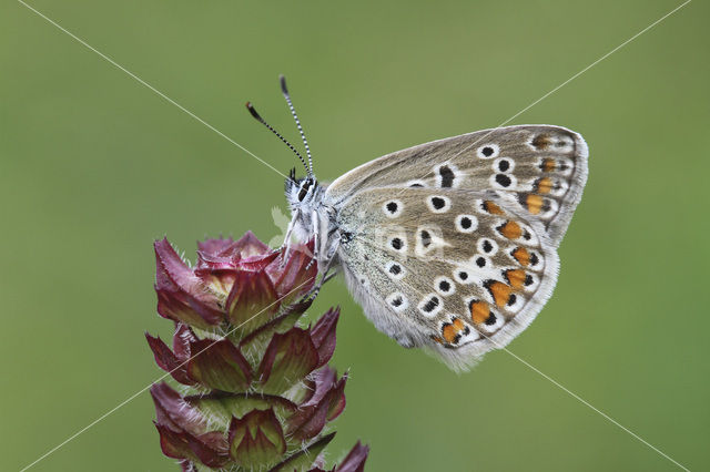 Common Blue (Polyommatus icarus)