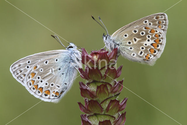 Common Blue (Polyommatus icarus)