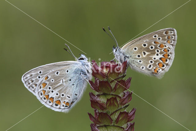 Common Blue (Polyommatus icarus)