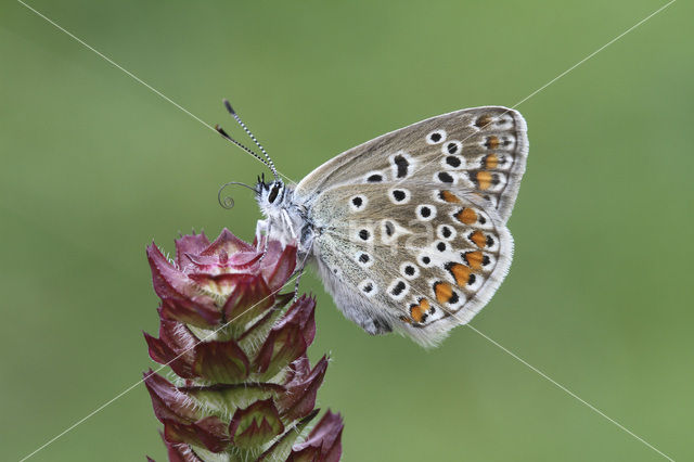 Common Blue (Polyommatus icarus)